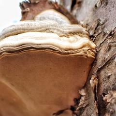 Fomes fomentarius image