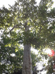 Platanus mexicana