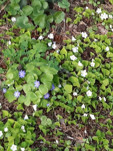 Paprastasis kiškiakopūstis