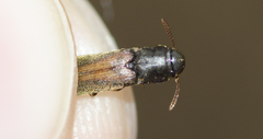 Isorhipis obliqua