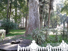 Platanus mexicana
