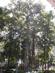 Platanus mexicana
