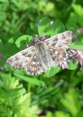 Muschampia orientalis