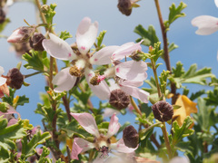 Anisodontea fruticosa