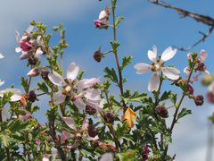 Anisodontea fruticosa