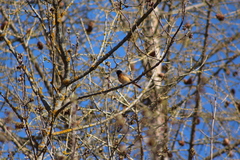 Phoenicurus phoenicurus