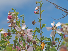 Anisodontea fruticosa