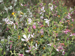 Anisodontea fruticosa