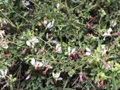 Anisodontea fruticosa