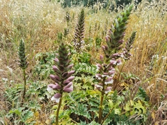 Acanthus spinosus
