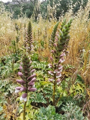 Acanthus spinosus