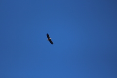 Haliaeetus albicilla