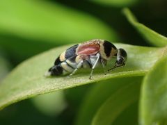 Macroglipa