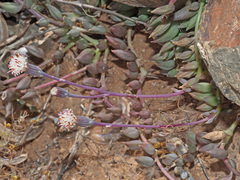 Curio radicans