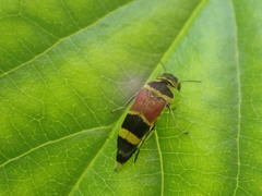Macroglipa