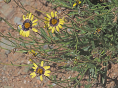 Osteospermum scariosum