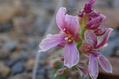 Streptanthus callistus