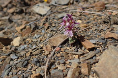 Streptanthus callistus