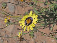 Osteospermum scariosum