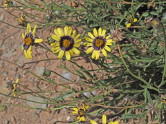 Osteospermum scariosum