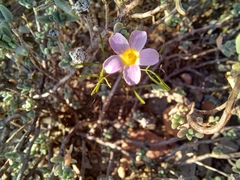 Oxalis burkei