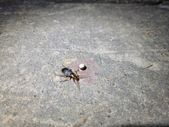 Pheropsophus javanus