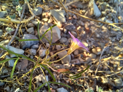 Image of Oxalis burkei by (c) Danie Palm, some rights reserved (CC BY)
