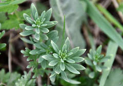 Linaria vulgaris