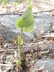 Aristolochia clematitis