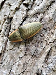 Chalcolepidius lafargi