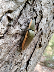 Chalcolepidius lafargi