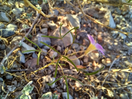 Image of Minileaf Sorrel (Oxalis burkei) by (c) Danie Palm, some rights reserved (CC BY)