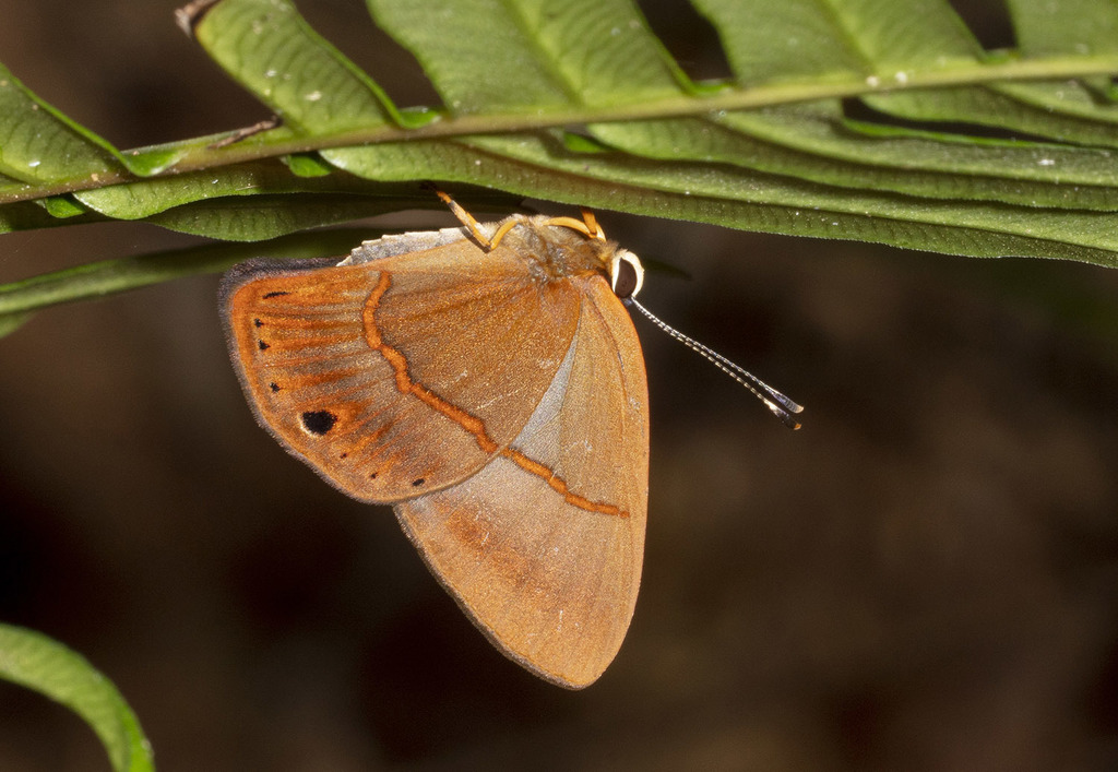 Euselasia rasonea
