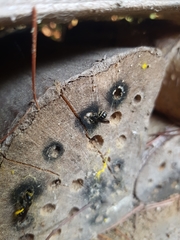 Chelostoma florisomne