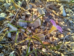 Oxalis burkei