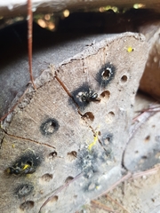 Chelostoma florisomne