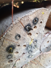 Chelostoma florisomne