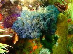 Virididentula dentata
