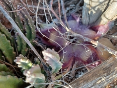 Stapelia hirsuta