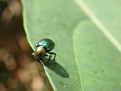 Abirus fortunei