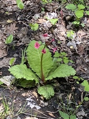 Primula japonica