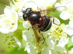 Eristalis cryptarum