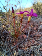 Oxalis leptogramma