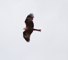 Milvus migrans