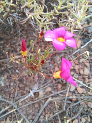 Image of Willowy Sorrel (Oxalis leptogramma) by (c) Danie Palm, some rights reserved (CC BY)