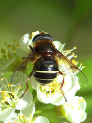 Eristalis cryptarum