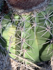 Melocactus bahiensis