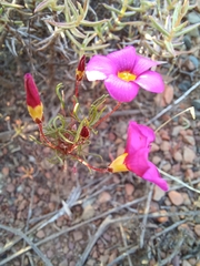 Oxalis leptogramma