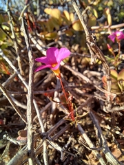 Oxalis leptogramma