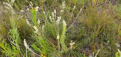 Struthiola confusa